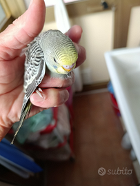 Pappagalli coccoriti