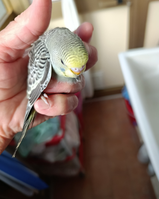 Pappagalli coccoriti