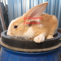 Conigli nostrani giovani