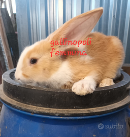 Conigli nostrani giovani