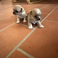 Cuccioli di Chihuahua vogliono trovare casa