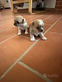 Cuccioli di Chihuahua vogliono trovare casa