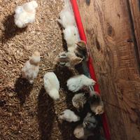 Pulcini Brahma Moroseta Oliver egg