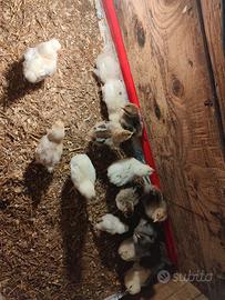 Pulcini Brahma Moroseta Oliver egg