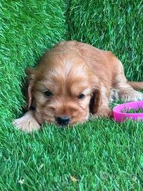 Cocker