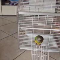 Pappagallo del senegal