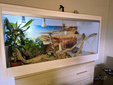 Terrario con 2 geco gargoyle femmine