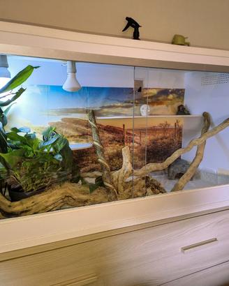 Terrario con 2 geco gargoyle femmine