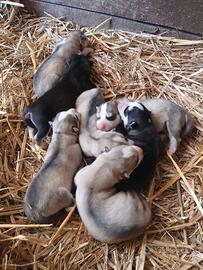 Cuccioli husky