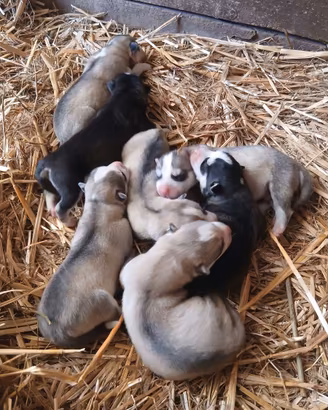 Cuccioli husky