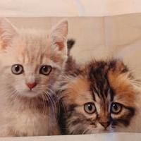 Federa cuscino gattini beige e marrone