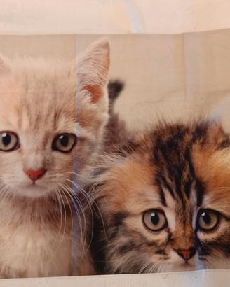Federa cuscino gattini beige e marrone