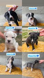 Cuccioli di amstaff
