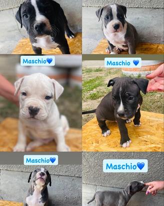 Cuccioli di amstaff