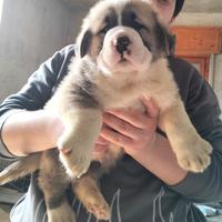 Cuccioli di alabai con pedigree