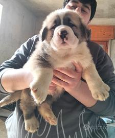 Cuccioli di alabai con pedigree