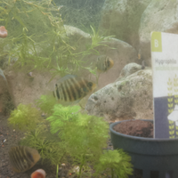 Heros severum