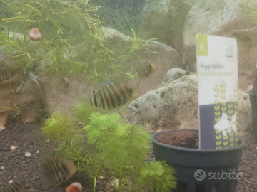 Heros severum