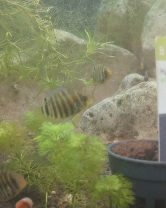 Heros severum