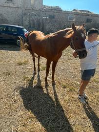 Cavallo arabo prezzo in privato