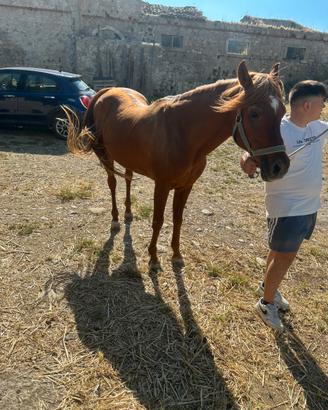Cavallo arabo prezzo in privato