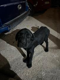 Cuccioli cane corso