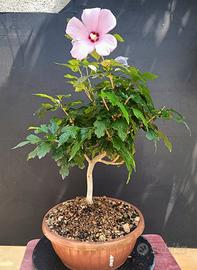 Bonsai