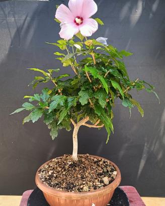 Bonsai