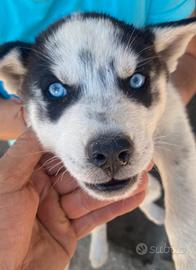 Cuccioli si Siberian Husky 
