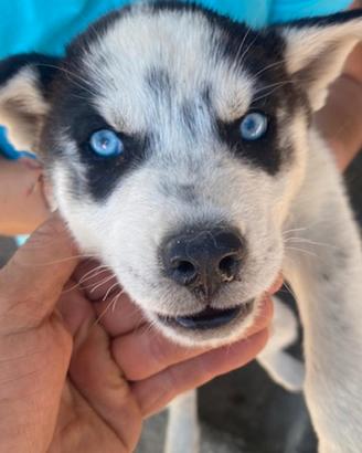 Cuccioli si Siberian Husky