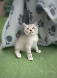 Cuccioli Scottish
