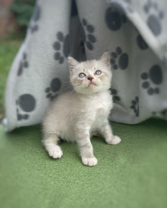 Cuccioli Scottish