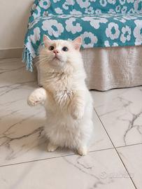 Cucciolo Ragdol