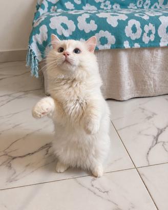 Cucciolo Ragdol