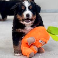 Cuccioli di Bovaro del Bernese