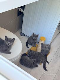 Cuccioli Scottish Fold & British Shorthair