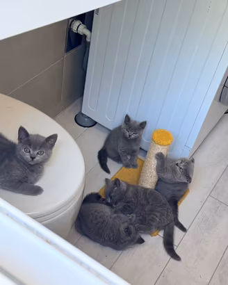Cuccioli Scottish Fold & British Shorthair