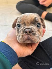 Cucciolo Bulldog Francese