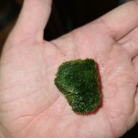 Cladophora