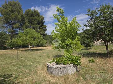 TER. AGRICOLO A PIANA DEGLI ALBANESI