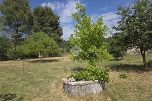 TER. AGRICOLO A PIANA DEGLI ALBANESI