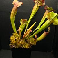 Sarracenia pianta carnivora