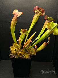 Sarracenia pianta carnivora