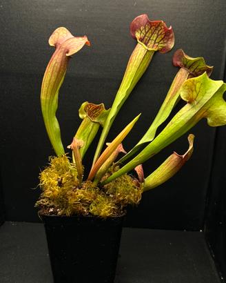 Sarracenia pianta carnivora