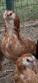 Galline