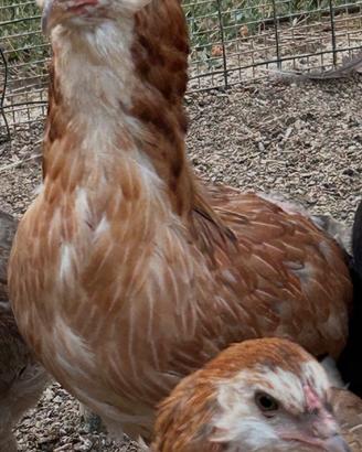 Galline