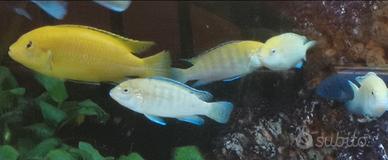 Labidochromis caeruleus (ciclidi Malawi)