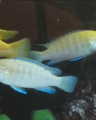 Labidochromis caeruleus (ciclidi Malawi)