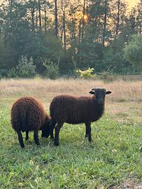 Agnello di razza Ouessant