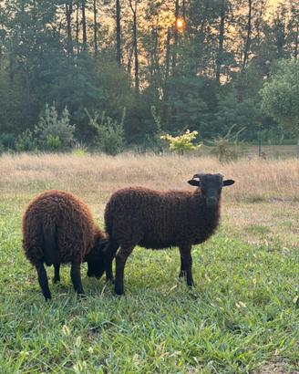 Agnello di razza Ouessant